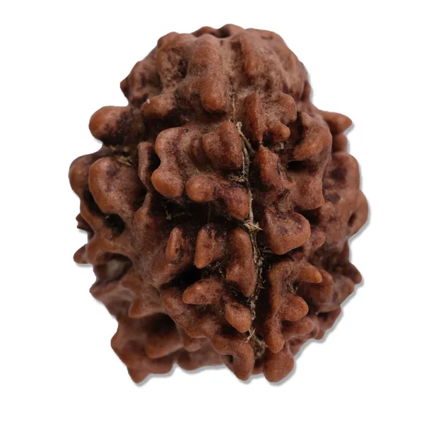 3_Mukhi_Rudraksha_Nepali